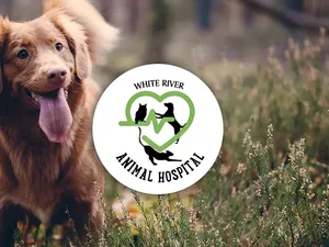 White River Animal Hospital