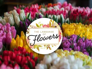 The Language of Flowers
